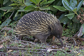Short-beaked echidna, Inaturalist , Adorable monotreme, Australian fauna HD wallpaper