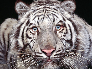 Animals, Muzzle, Predator, Big Cat, Sight, Opinion, Tiger HD wallpaper