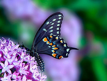 Butterfly and Purple Flowers, purple, colors, butterfly, flower HD wallpaper