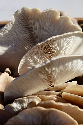 Oyster mushrooms, Homegrown produce, UK growers, Sustainable food HD phone wallpaper