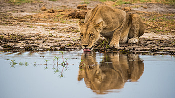 Animals, Water, Predator, Big Cat, Lioness, Protruding Tongue, Tongue Stuck Out HD wallpaper