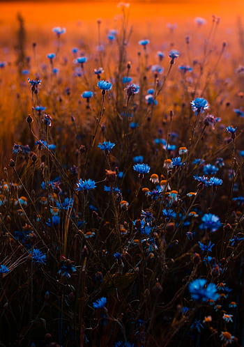 Vivid blue flowers stand out in a warm, sunset-lit field, evoking a serene natural scene. HD phone wallpaper