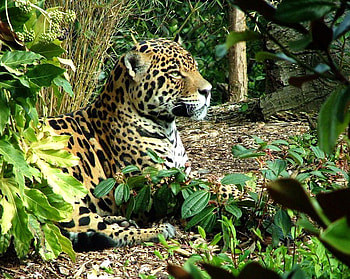 Hunter at rest, leopard, resting, trees, cat, jungle HD wallpaper