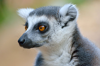 Lemur , Charismatic lemurs, Oddly human-like, Primate beauty HD wallpaper