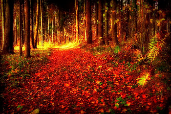 November, colorful, glow, colors, nice, reflection, shine, autumn, golden, fall, beautiful, tree, falling, leaves, mirrored, pretty, branches, nature, lovely, foliage HD wallpaper