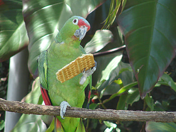 Poly want to cracker, eating, birds, parrot, cookies HD wallpaper