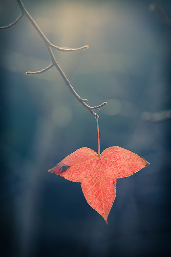 Plant, Macro, Branch, Leaflet HD phone wallpaper