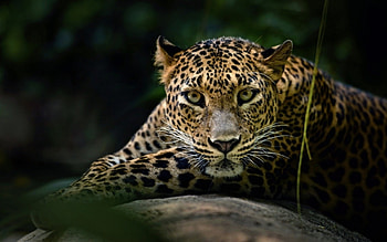 *** Leopard ***, ladowe, zwierzeta, polowanie, leopard HD wallpaper