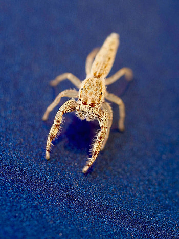 Brown spider beauty, Animal graphy glory, , Captivating visuals HD phone wallpaper