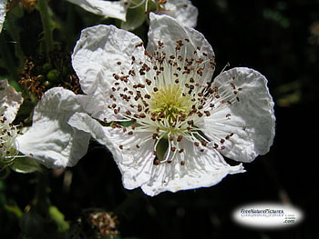 BLACKBERRY FLOWER, blackberry, plant, white, wild HD wallpaper