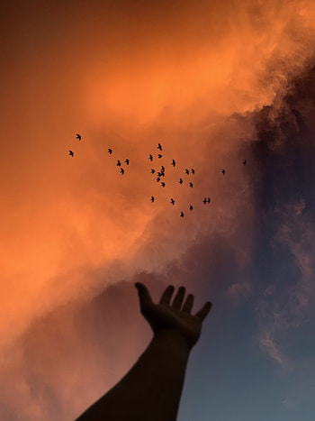 Birds, Sky, Twilight, Clouds, Hand, Miscellanea, Miscellaneous, Dusk HD phone wallpaper
