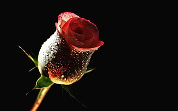 Plants, Flowers, Roses HD wallpaper