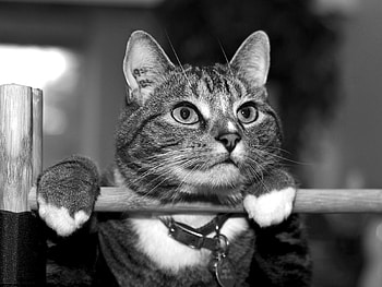 Animals, Cat, Bw, Chb, Collar, Pussy, Pussycat HD wallpaper