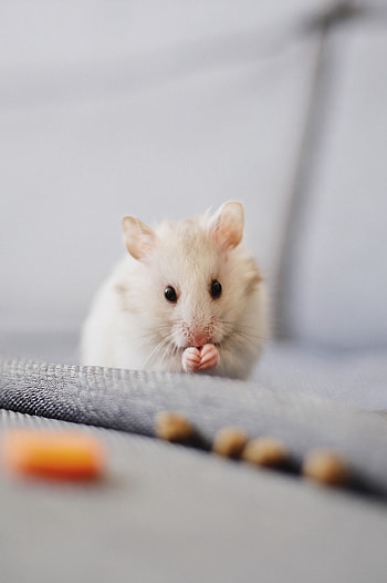 Close-up of white mice, Detailed rodent shot, Small mammals, Animal graphy HD phone wallpaper