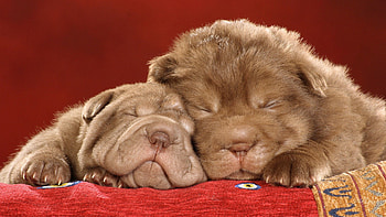Sleeping Wrinkles, sweet, puppy, dogs, puppies, cute, sleep HD wallpaper