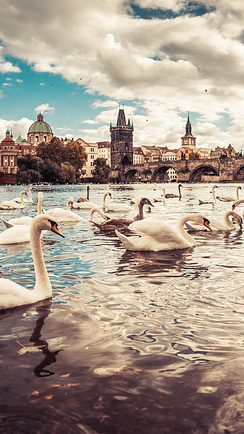 Swans on Moldau River, Czech Republic's beauty, Sony Xperia , High-quality background HD phone wallpaper