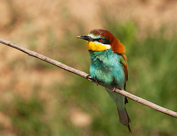 Grumpy, branch, brown, bird, yellow, green, colors HD wallpaper