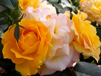 Bouquet of white and yellow roses, bouquet, flowers, roses, petals HD wallpaper