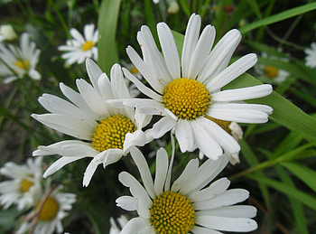 Flowers, Camomile, Petals, Close-Up, Greens, Glade, Polyana HD wallpaper