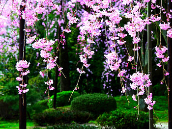 Pink flowers, pink, flowers HD wallpaper