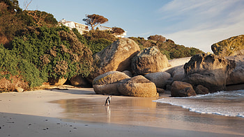 Shoreline adventure, African penguin stroll, Coastal habitat, and wild HD wallpaper