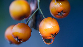 Drops, Plant, Macro, Branch, Berry HD wallpaper
