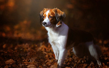 Autumn, Animals, Dog, Puppy, Foliage HD wallpaper