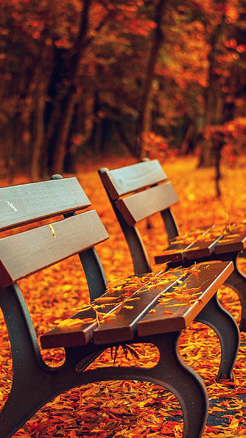Romantic autumn , Nature's love, Seasonal beauty, Serene scenes HD phone wallpaper