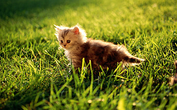 Animals, Grass, Shine, Light, Sit, Fluffy, Kitty, Kitten HD wallpaper