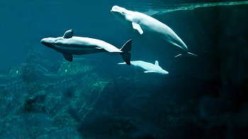 Beluga Whale, Majestic marine mammal, Arctic dweller, Echolocation specialist HD wallpaper