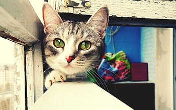 Cute Cat, animal, cute, cat, pet HD wallpaper