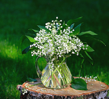 Lilies of the valley, Flowers, Pitcher, Spring, Garden HD wallpaper