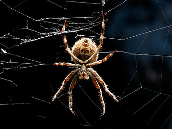Web, Macro, Insect, Crawl, Paws, Spider HD wallpaper