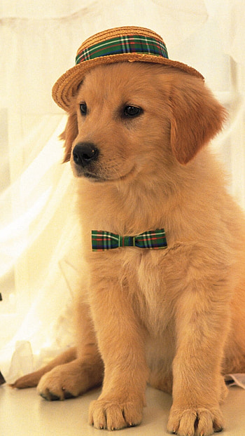 Dog mobile , Mobile , Dog, Mobile HD phone wallpaper