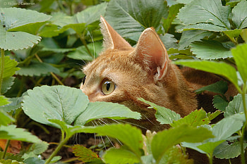 Hiding, animal, gato, eyes, cat, hide, chat, big, green, nature, leafs HD wallpaper