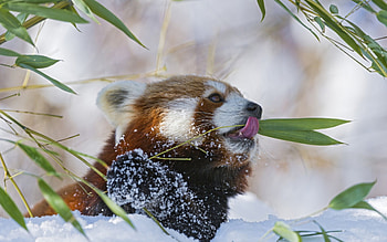 Red Panda, animal, snow, Red, panda HD wallpaper