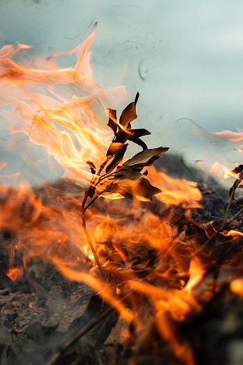 Leaves, Fire, Smoke, Macro, Branch HD phone wallpaper