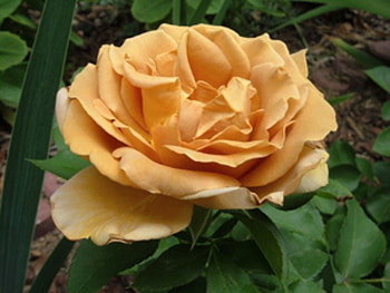 Brown Rose, rose, brown, flower HD wallpaper