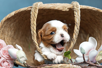 ღ, Flowers, Dog, Basket, Puppy HD wallpaper