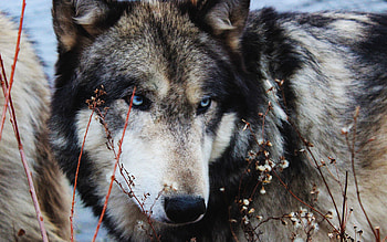 Animals, Grass, Muzzle, Wolf, Sight, Opinion, Wild HD wallpaper