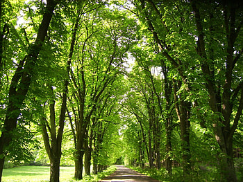 Road in the park., shade, canopy, path, road, park, tree HD wallpaper