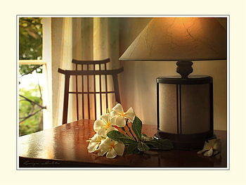 Serenity, chair, table, window, peaceful, curtain, mp, pretty, light, petals, flowers HD wallpaper
