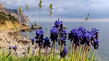 Nature, Flowers, Water, Buds HD wallpaper