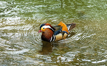 Mandarin Duck, animal, duck, bird, water HD wallpaper