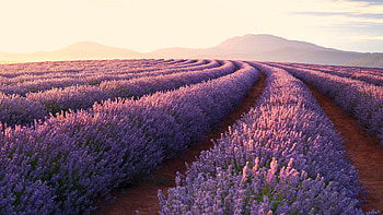 lavender , Exquisite floral beauty, Lavender field, High definition HD wallpaper