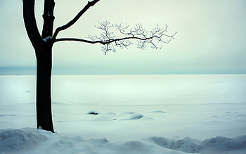 Nature, Snow, Wood, Tree, Branches, Branch, Cold, Naked HD wallpaper