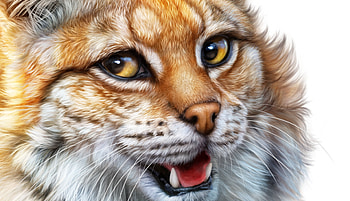 Lynx, superb, pisici, fantasy, face, gorgeous, alenaekaterinburg, cat, frumusete HD wallpaper