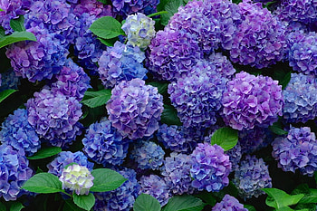 Purple hydrangea , backgrounds, Floral elegance, Nature's allure HD wallpaper