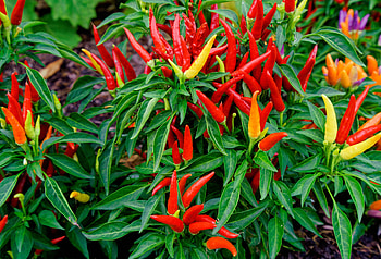 Food, Pepper, Bed, Chile, Garden Bed HD wallpaper