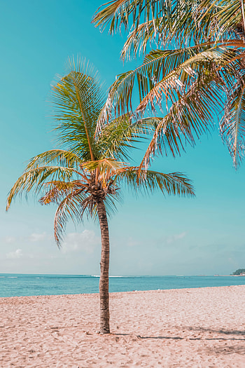 Nature, Sea, Beach, Sand, Coast, Palm HD phone wallpaper